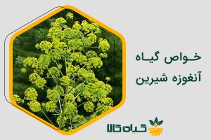 خواص آنغوزه شیرین