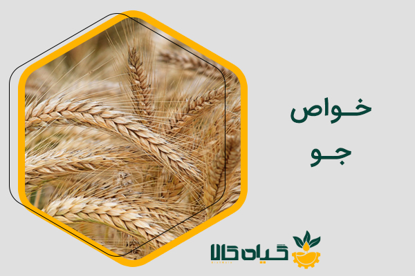 فواید و خواص جو - [کامل ترین مقاله + آپدیت 1402]