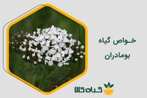 خواص بومادران