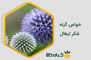 خواص شکر تیغال
