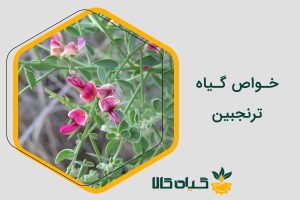 خواص ترنجبین