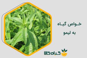 خواص به لیمو