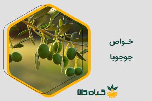 خواص جوجوبا