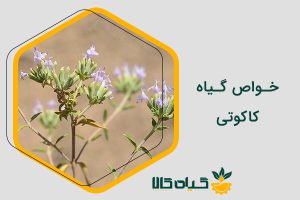 خواص کاکوتی