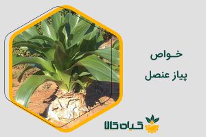 خـواص پیاز عنصل