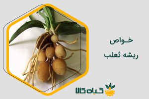 خواص ریشه ثعلب