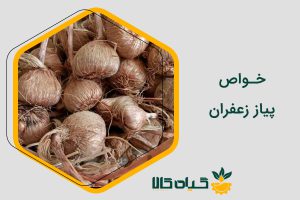 خواص پیاز زعفران