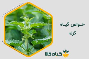 خواص گزنه