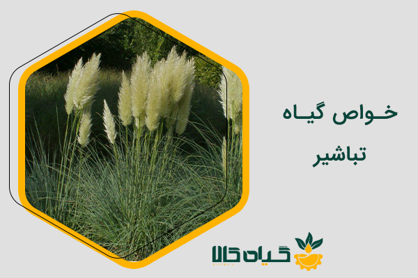 خواص تباشیر