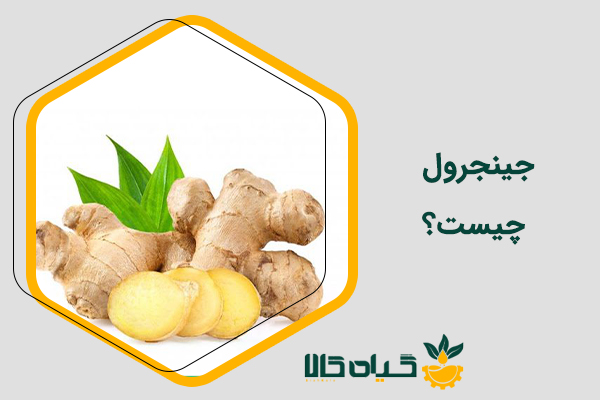 جینجرول چیست و چه کاربردی دارد؟