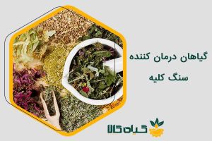 گیاهان درمان کننده سنگ کلیه