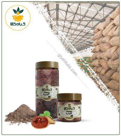 قارچ گانودرما خشک یا پودری بسته بندی